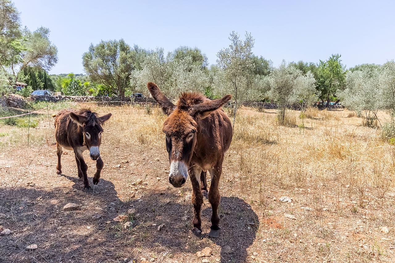 Can Pina - Eco Pina - Costitx  Εξωτερικό φωτογραφία